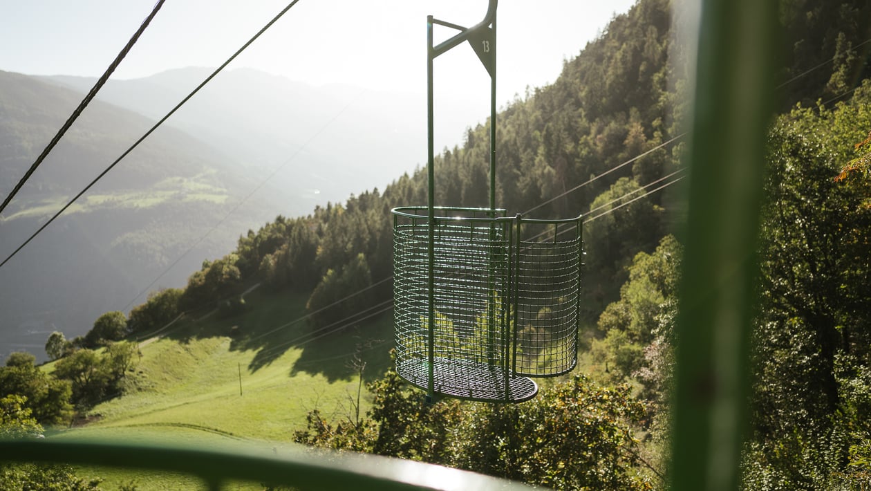 Palmen bei den Algunder Thronsesseln