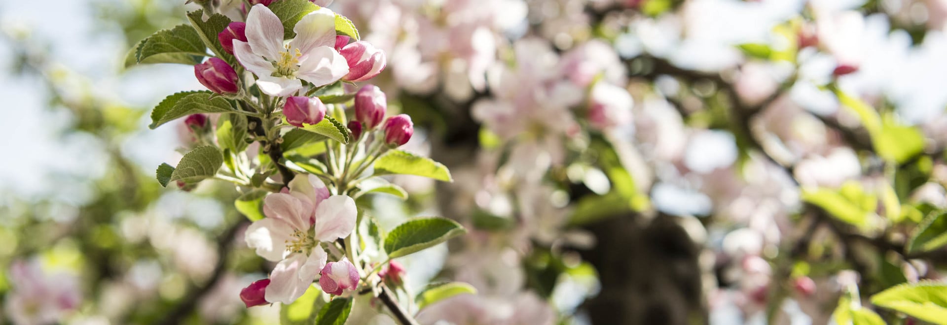 Bunte Baum Blumen