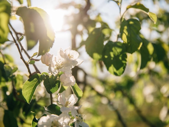 Apple trees in full bloom