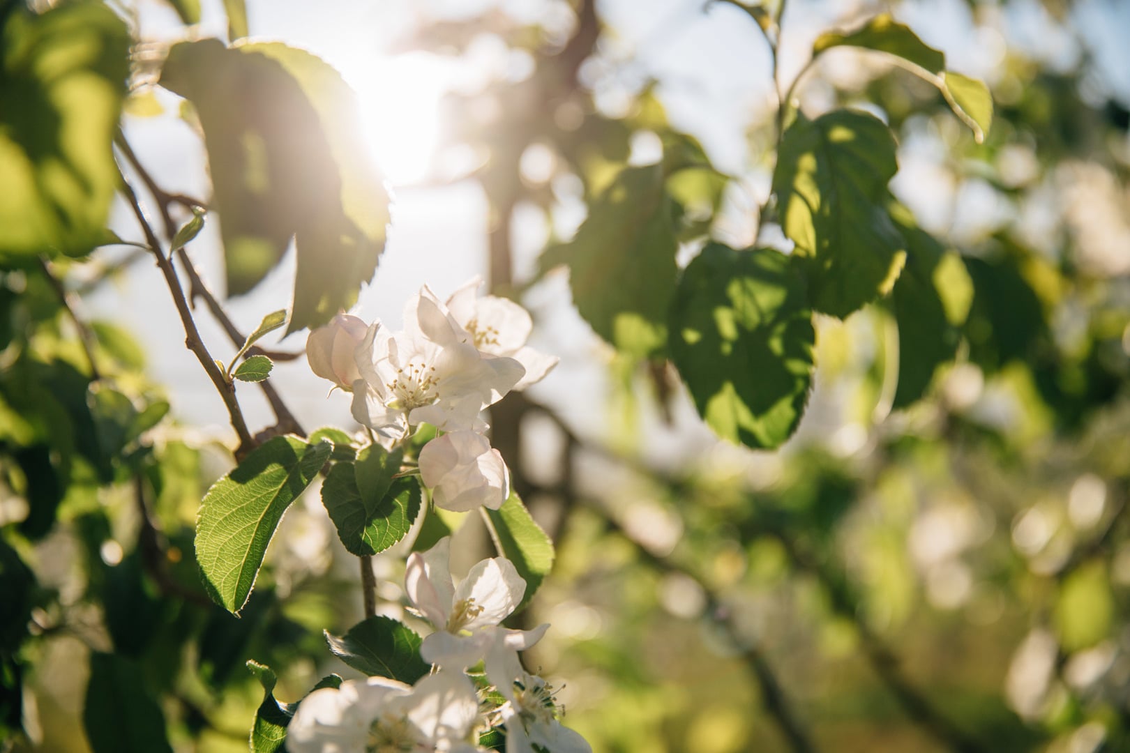 Apple trees in full bloom