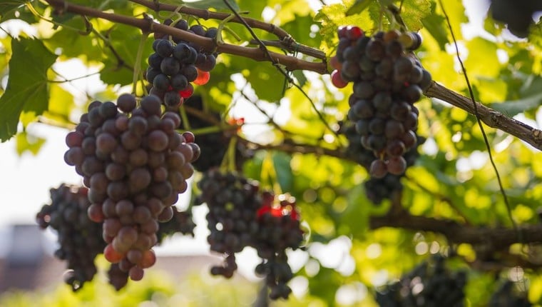 Castagne nell'erba