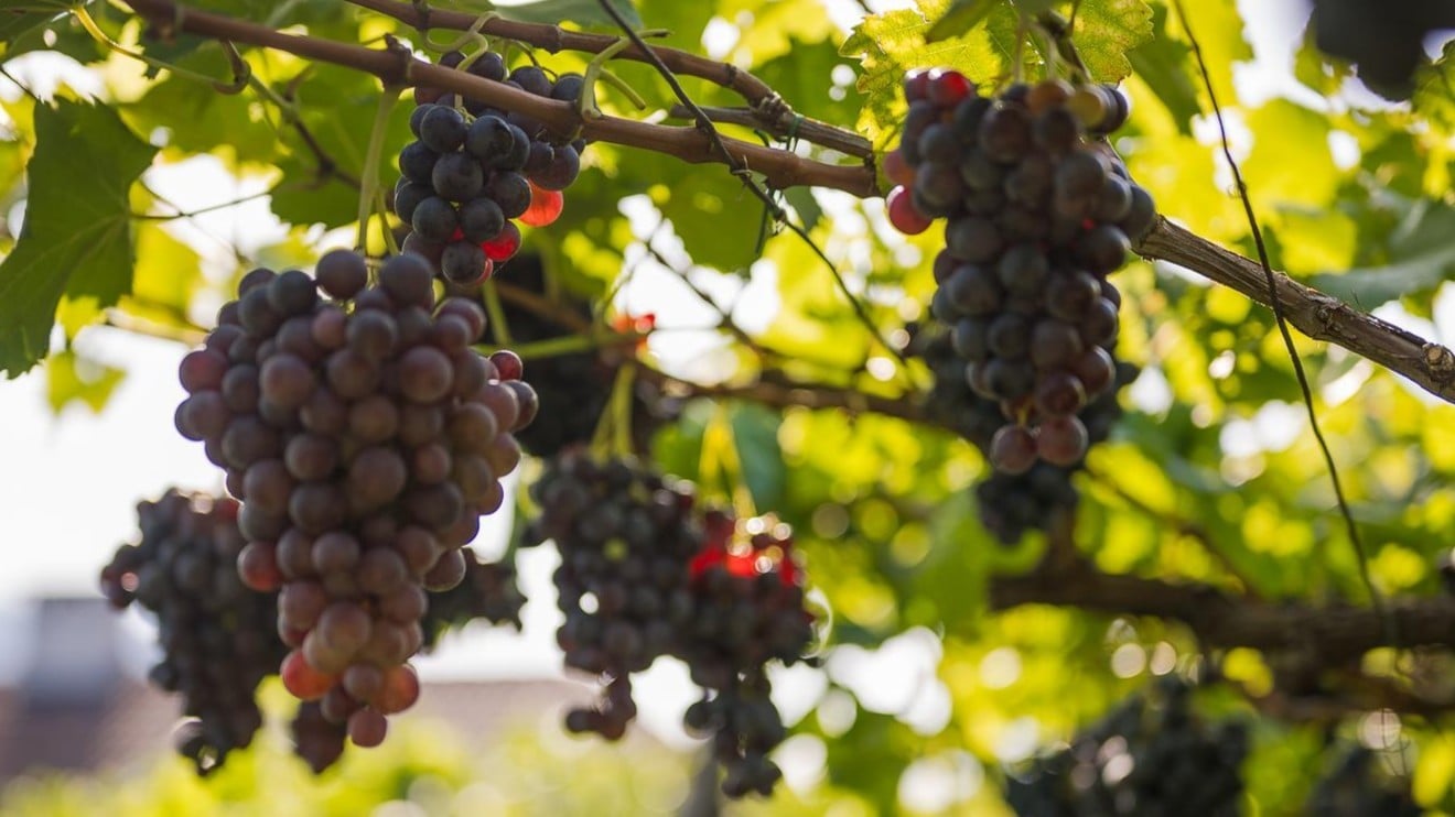 Chestnuts in the grass