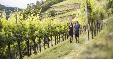 The vines in lush green