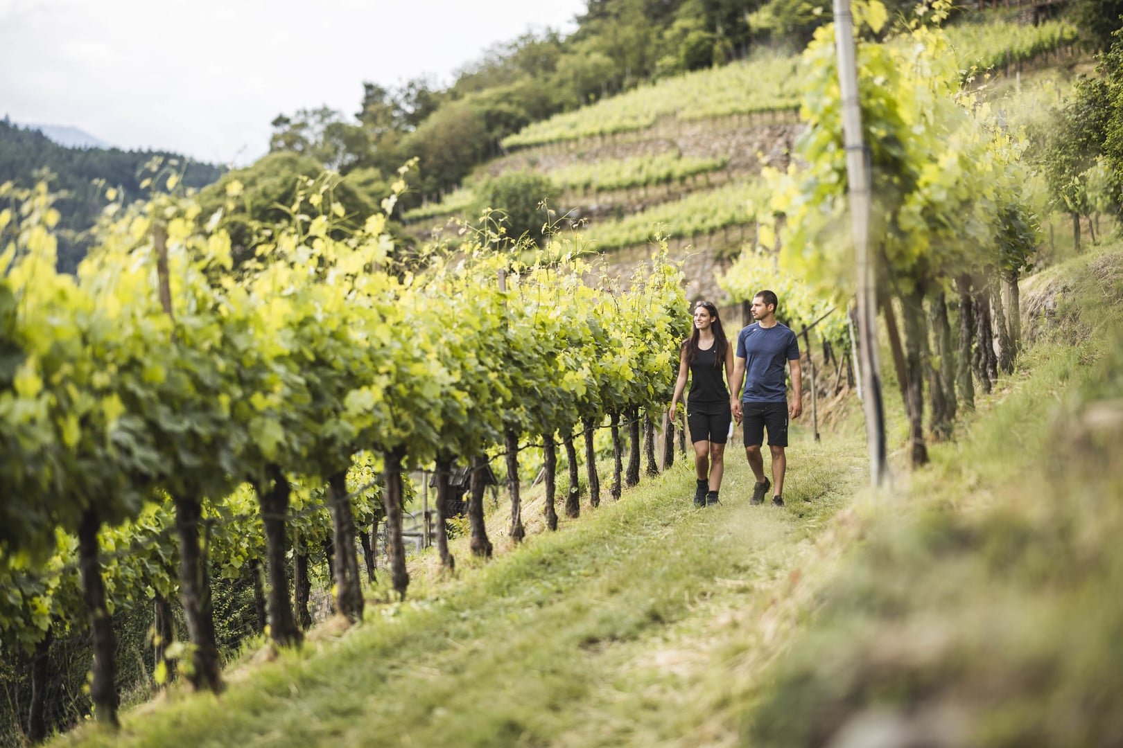 The vines in lush green