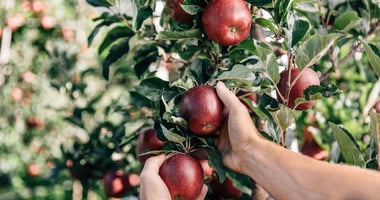 Juicy red apples in autumn