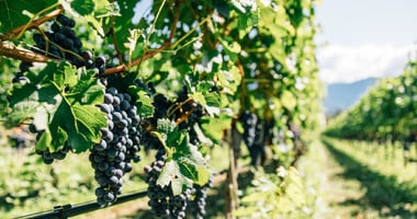 Grapes on the vines