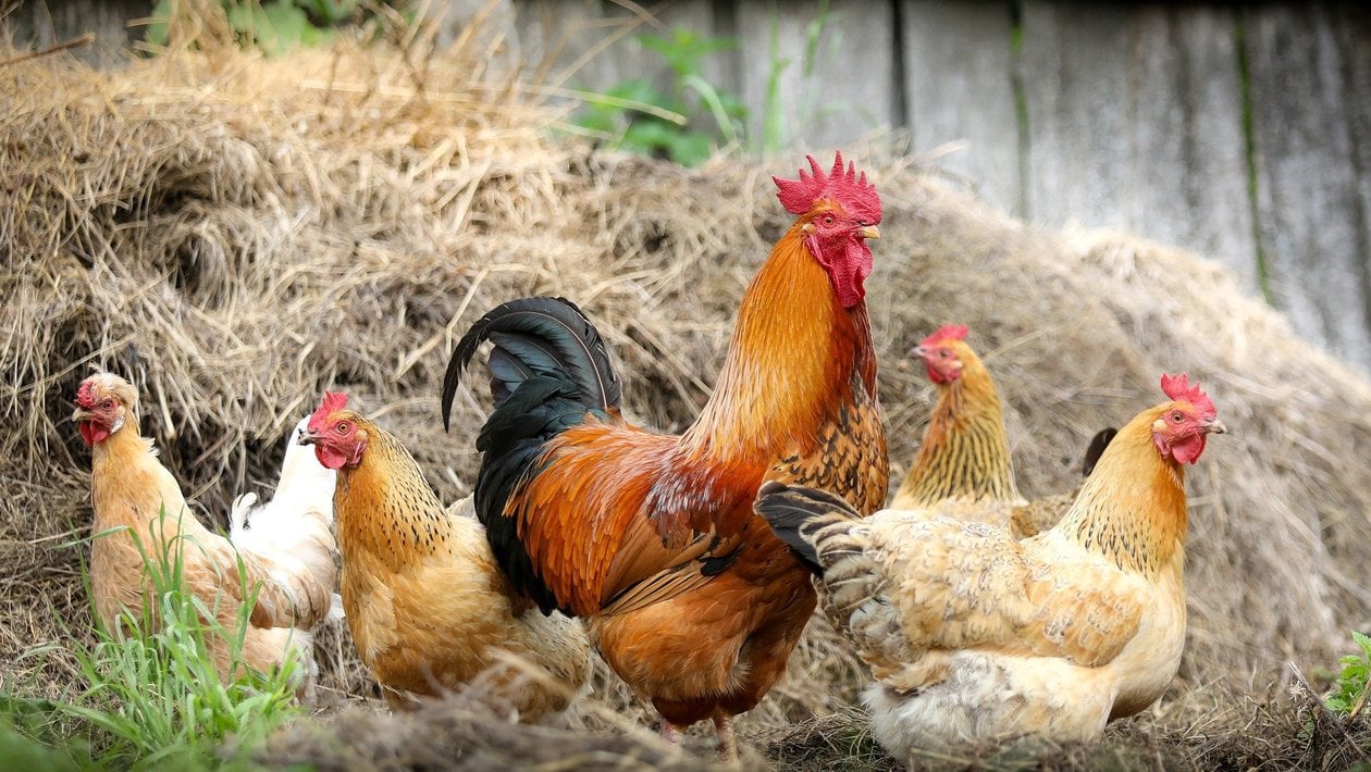Galline con gallo davanti a un pagliaio