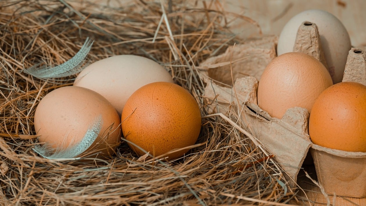 Verschiedenfarbige Eier in Hühnernest