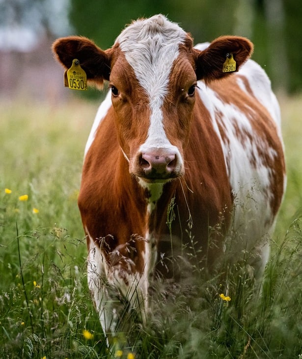 Mucca nell'erba alta e verde