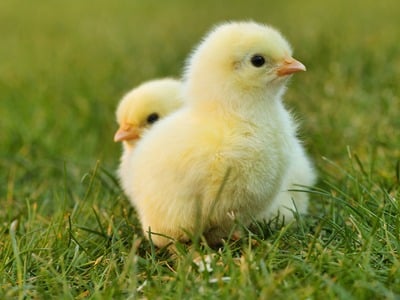 Küken sitzen in Gras