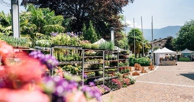 Blütenpracht pur