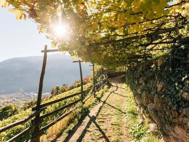 Im goldgelben Schatten der Reben