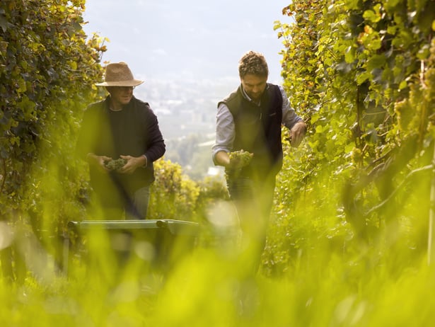South Tyrolean Wine Pleasure Algund