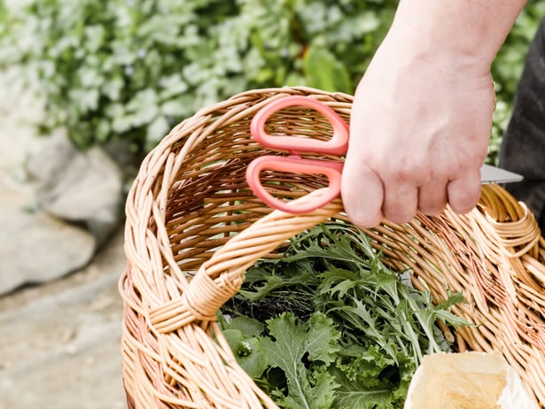Algund Balance: Vegetarische Sterne-Küche