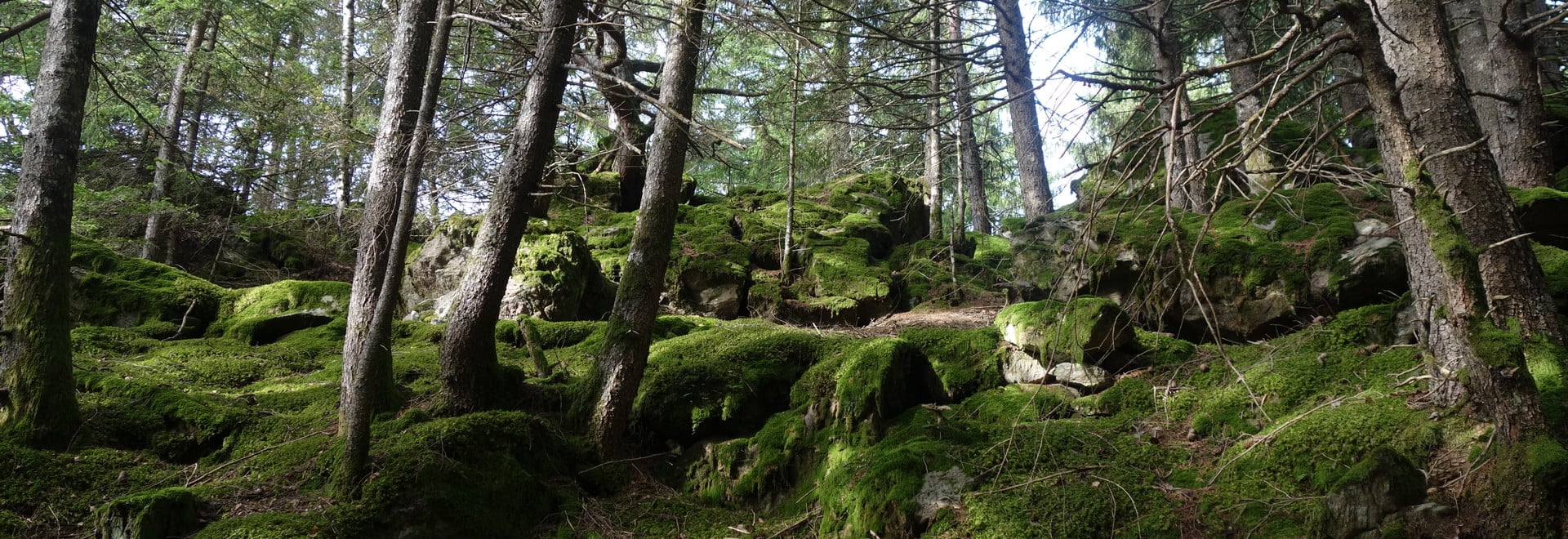 Magische Plätze im Wald