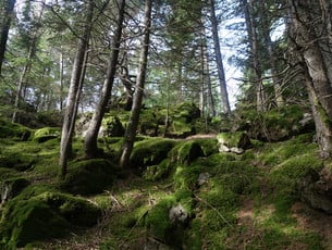 Magische Plätze im Wald