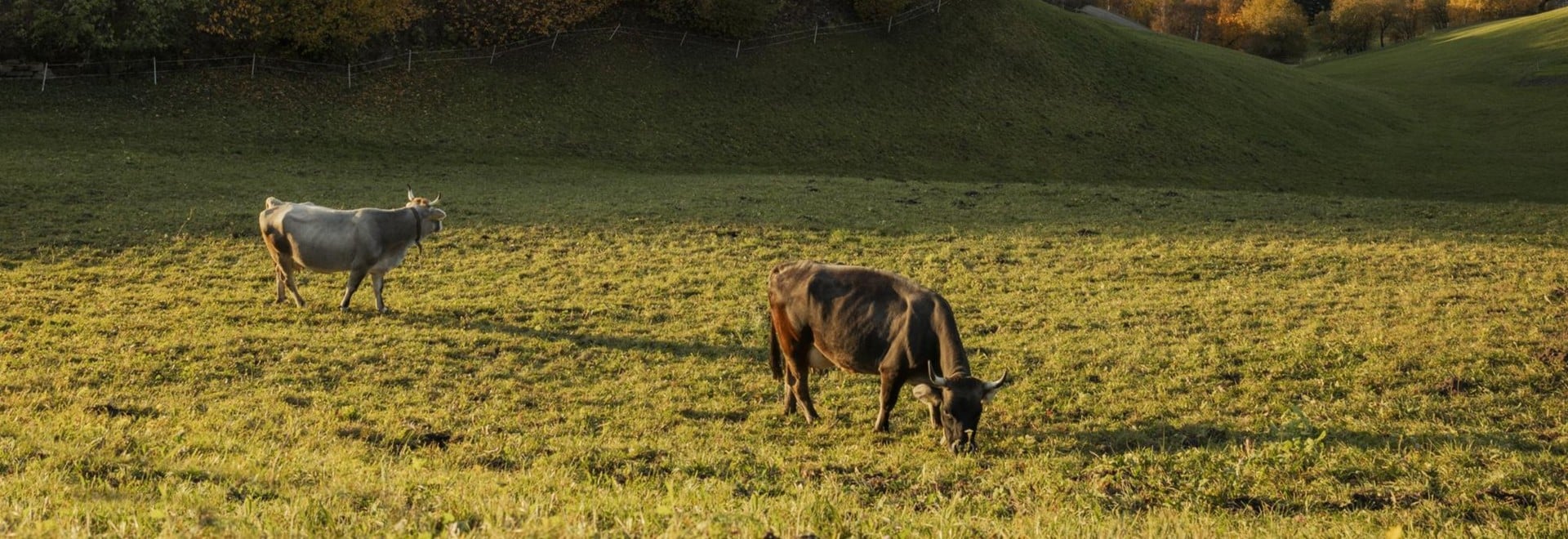 Sicherer Umgang mit den Weidetieren