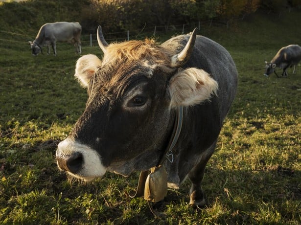 Sicherer Umgang mit den Weidetieren