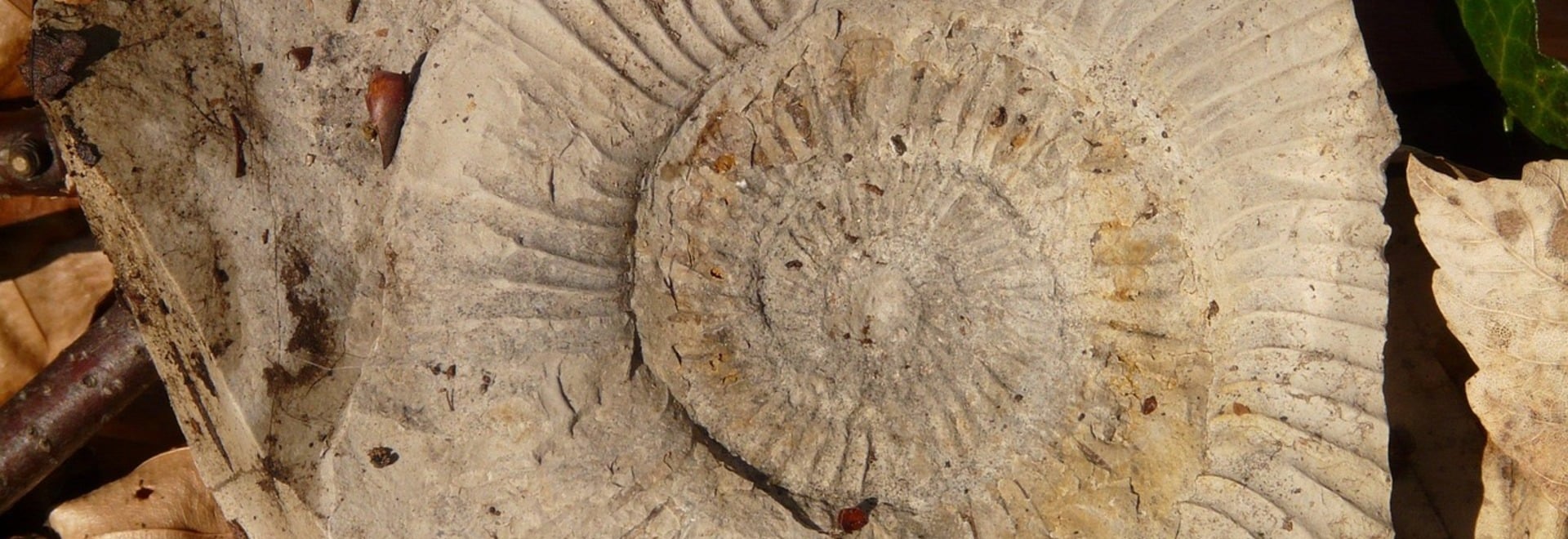 Fossilfund in Algund