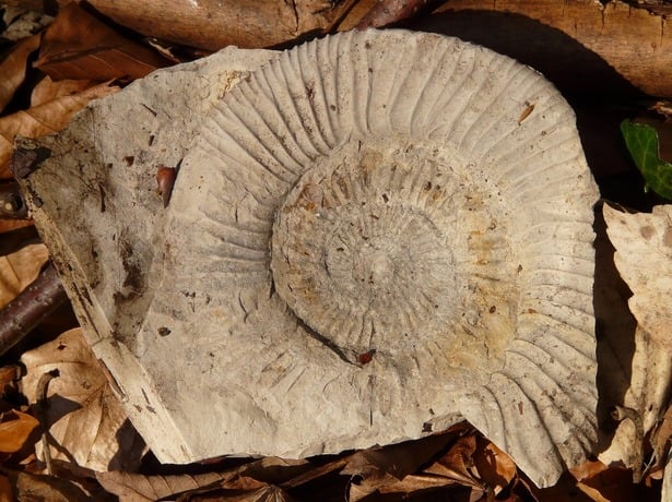 Ritrovamento fossile a Lagundo