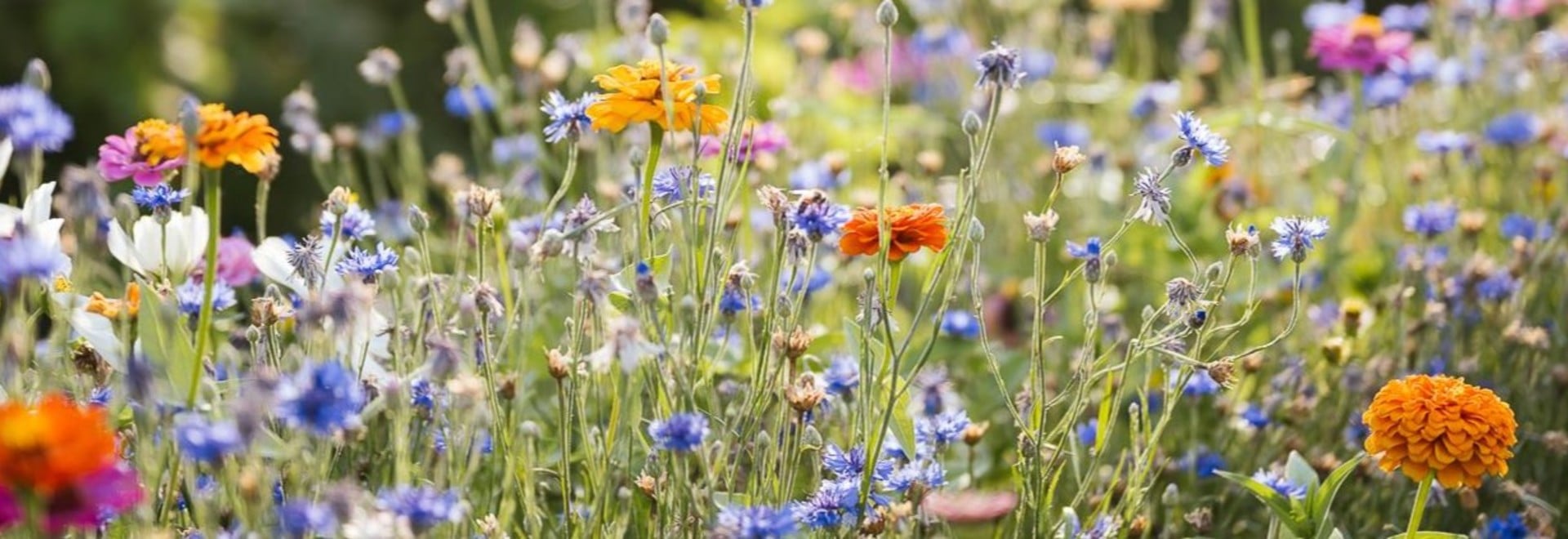 Which plants are protected in Algund?