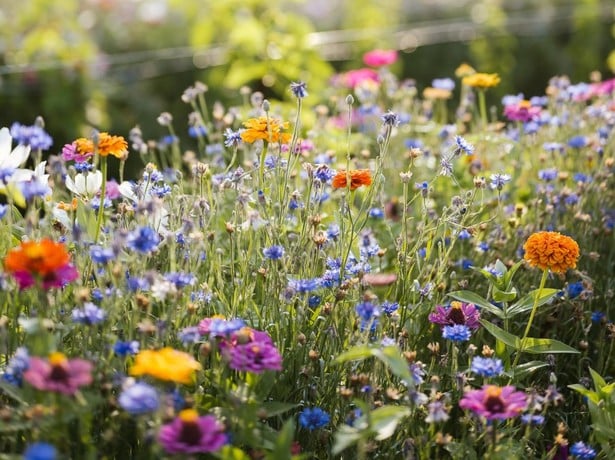 Which plants are protected in Algund?