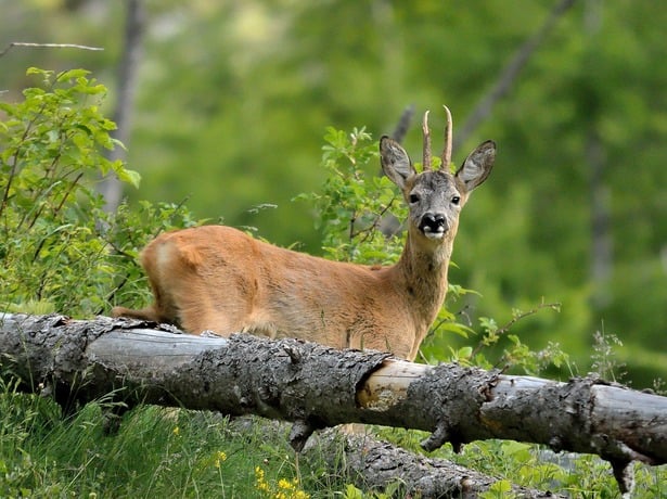 Wildtieren begegnen