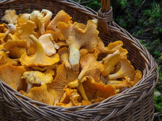 Mushroom Picking