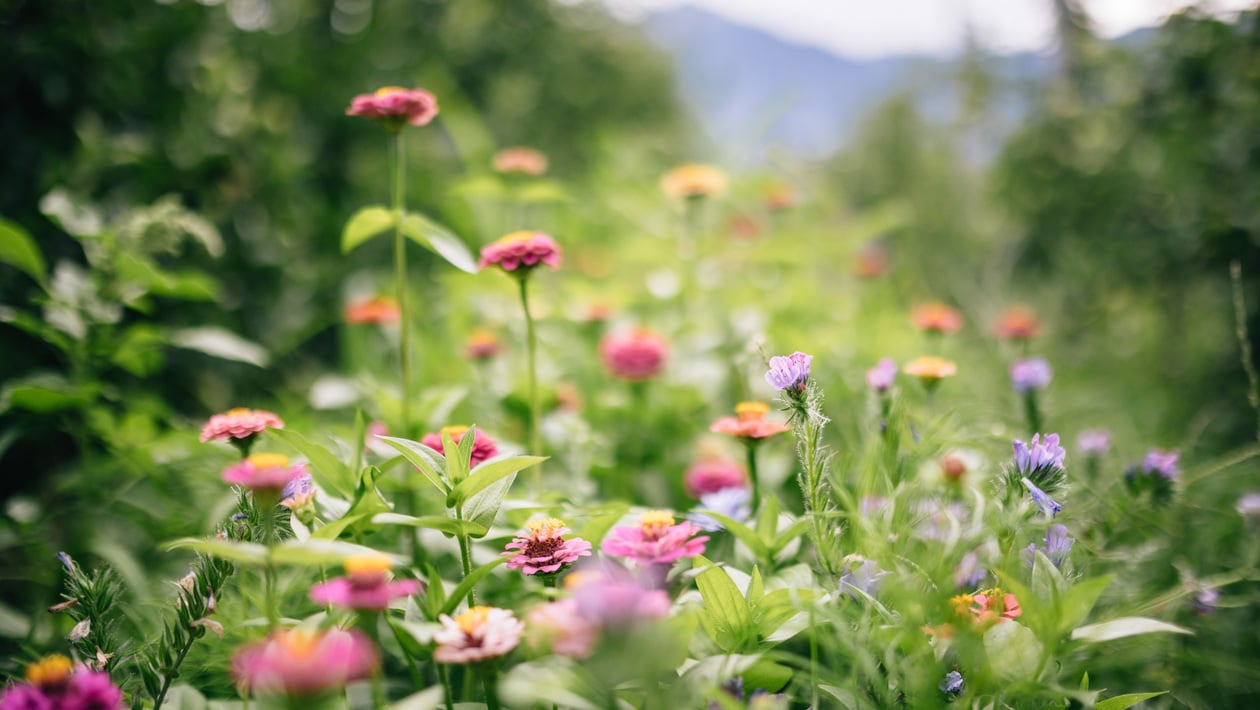 Lagundo premia i giardini naturali più belli 2025