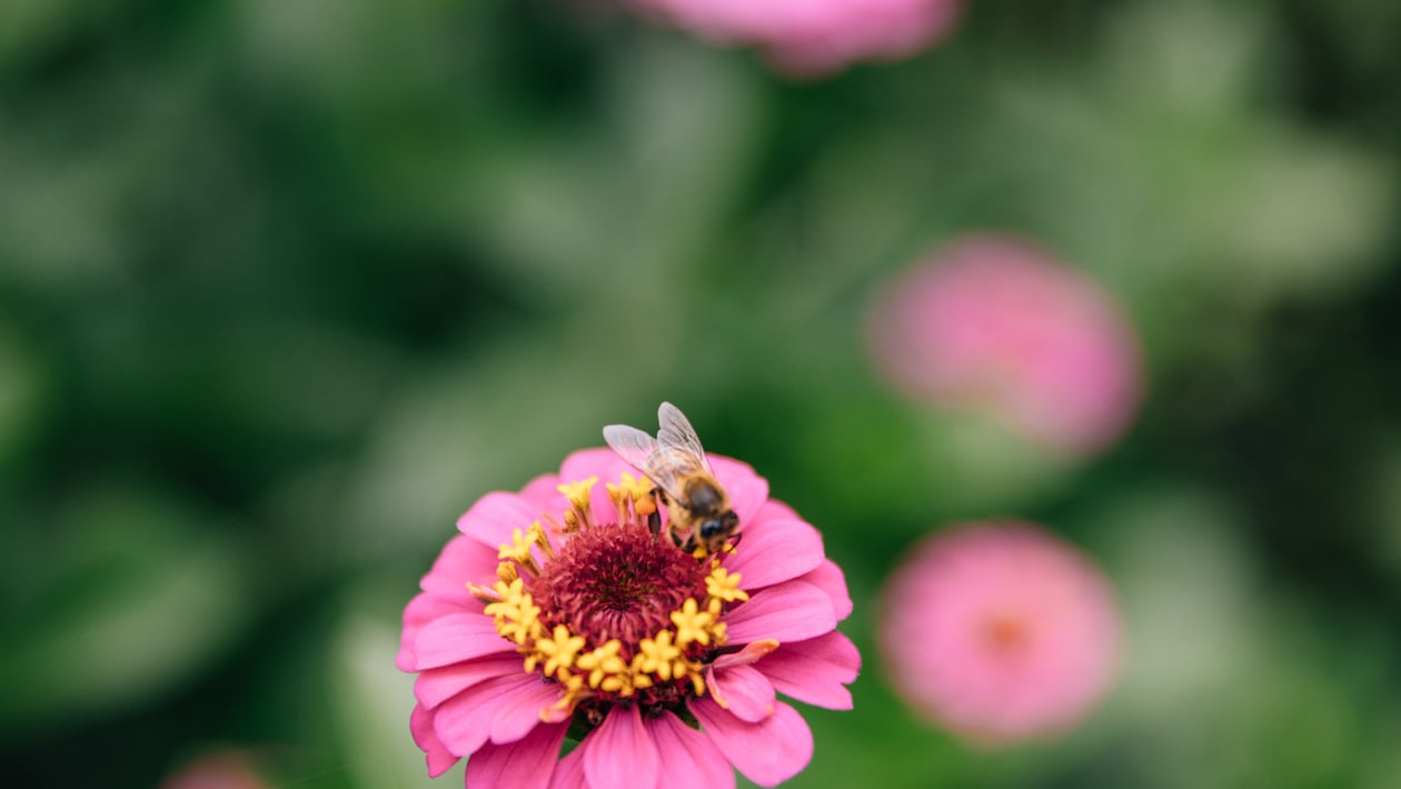 Lagundo premia i giardini naturali più belli 2025