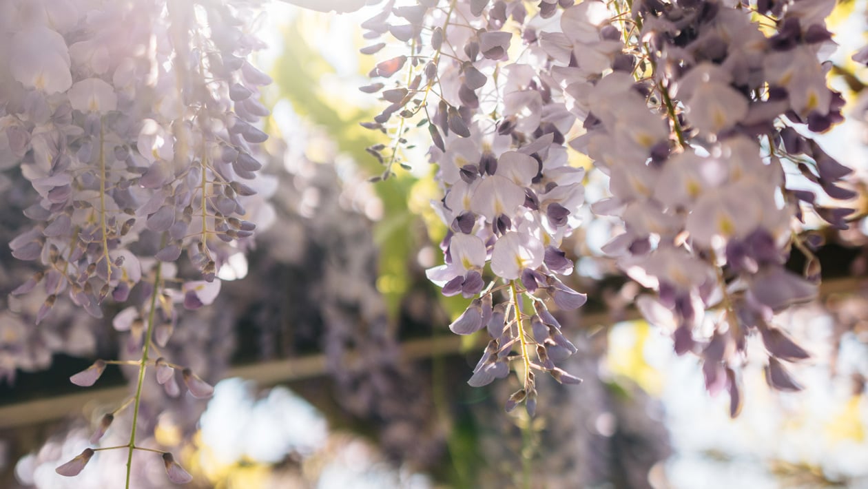 Indagine demoscopica per i residenti di Lagundo