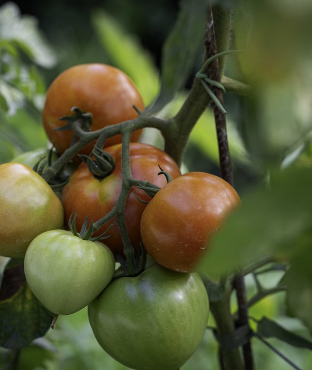 Naturgartenwettbewerb