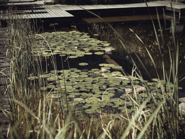 Naturgartenwettbewerb