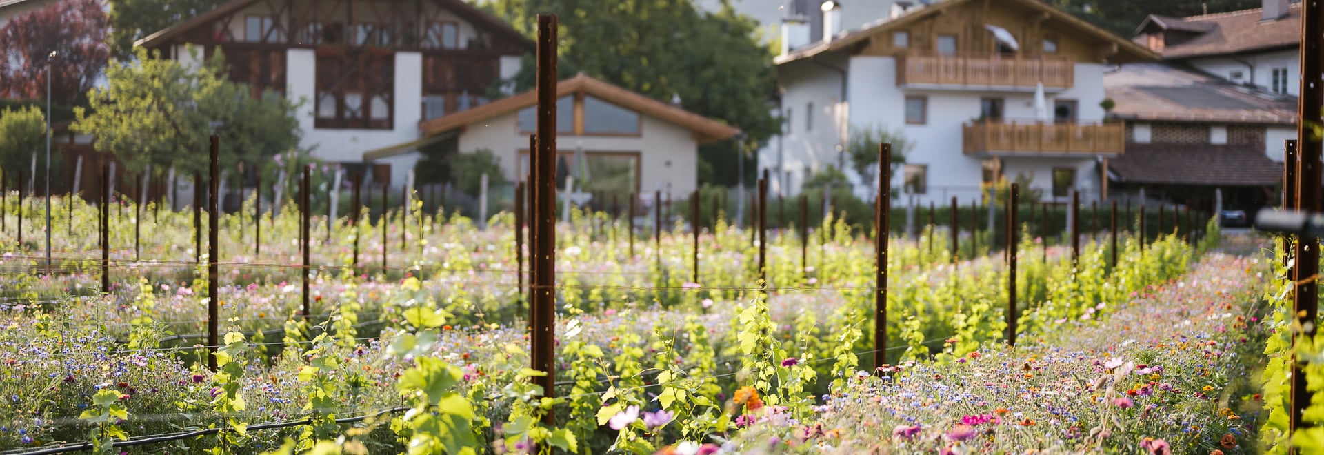 Blühende Wiesen für Algund