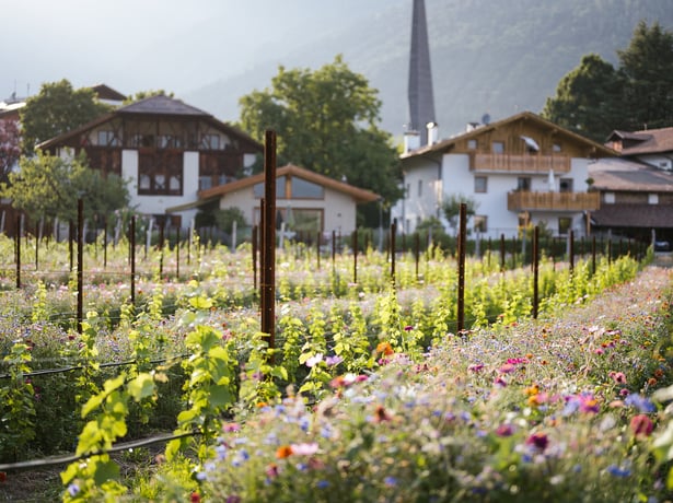 Flowering meadows for Algund
