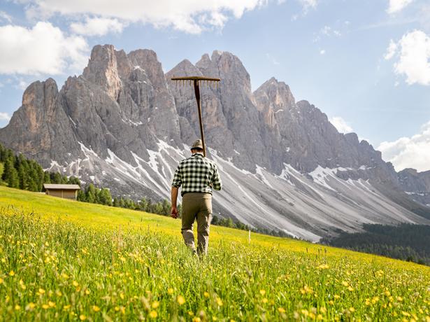 Aiuto ai masi di montagna