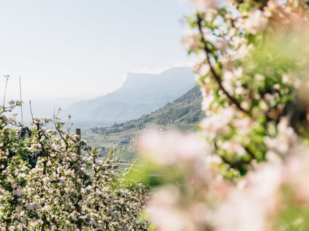 5 Really Good Reasons for an Algund Holiday in April