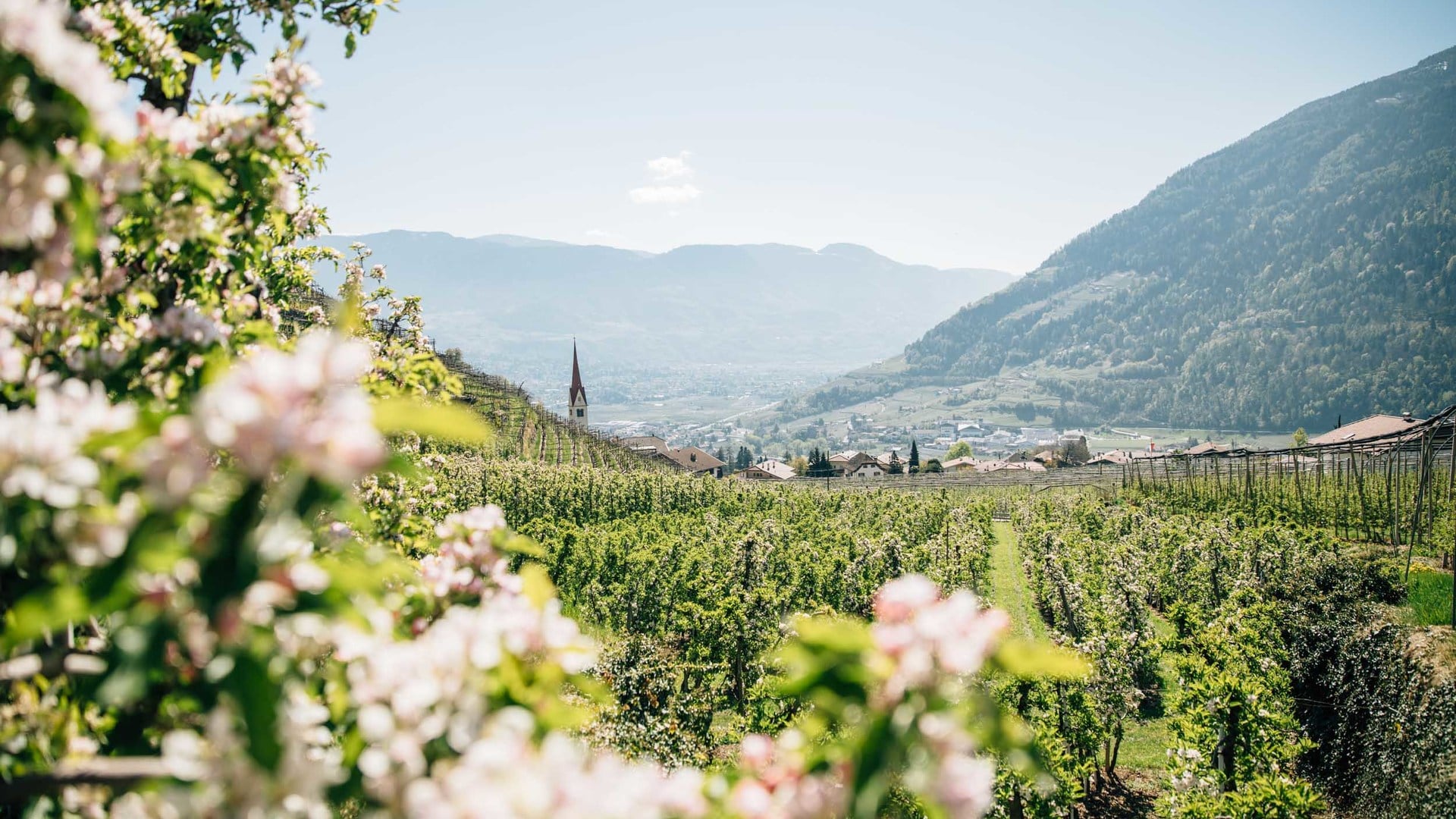 Algund spring in the magic of blossoms and sunshine with a view of the village and church