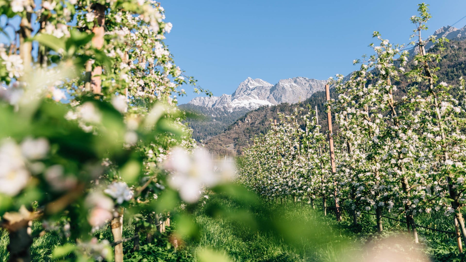 Algund spring in the magic of blossoms and sunshine with a view of the village and church