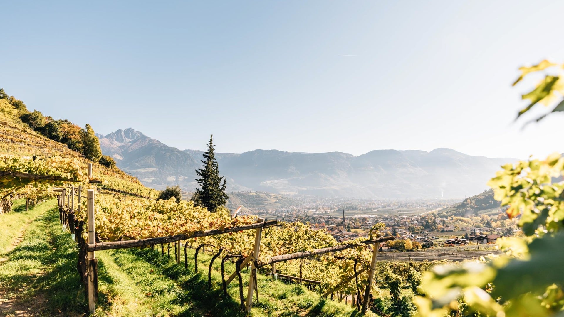 Sonniges Panorama inmitten von Weinreben im strahlendem Grün