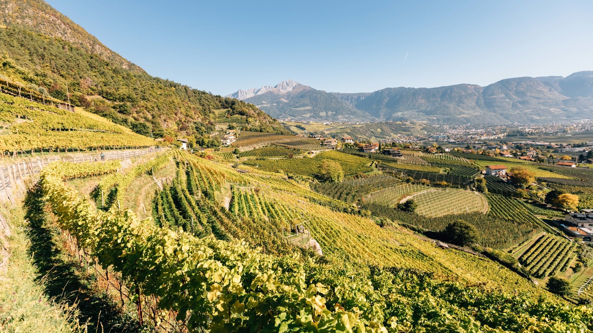Panorama soleggiato tra viti in un verde radioso