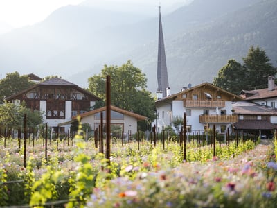 The Meditteranean climate of Algund, palm trees and cypresses overlooking the village