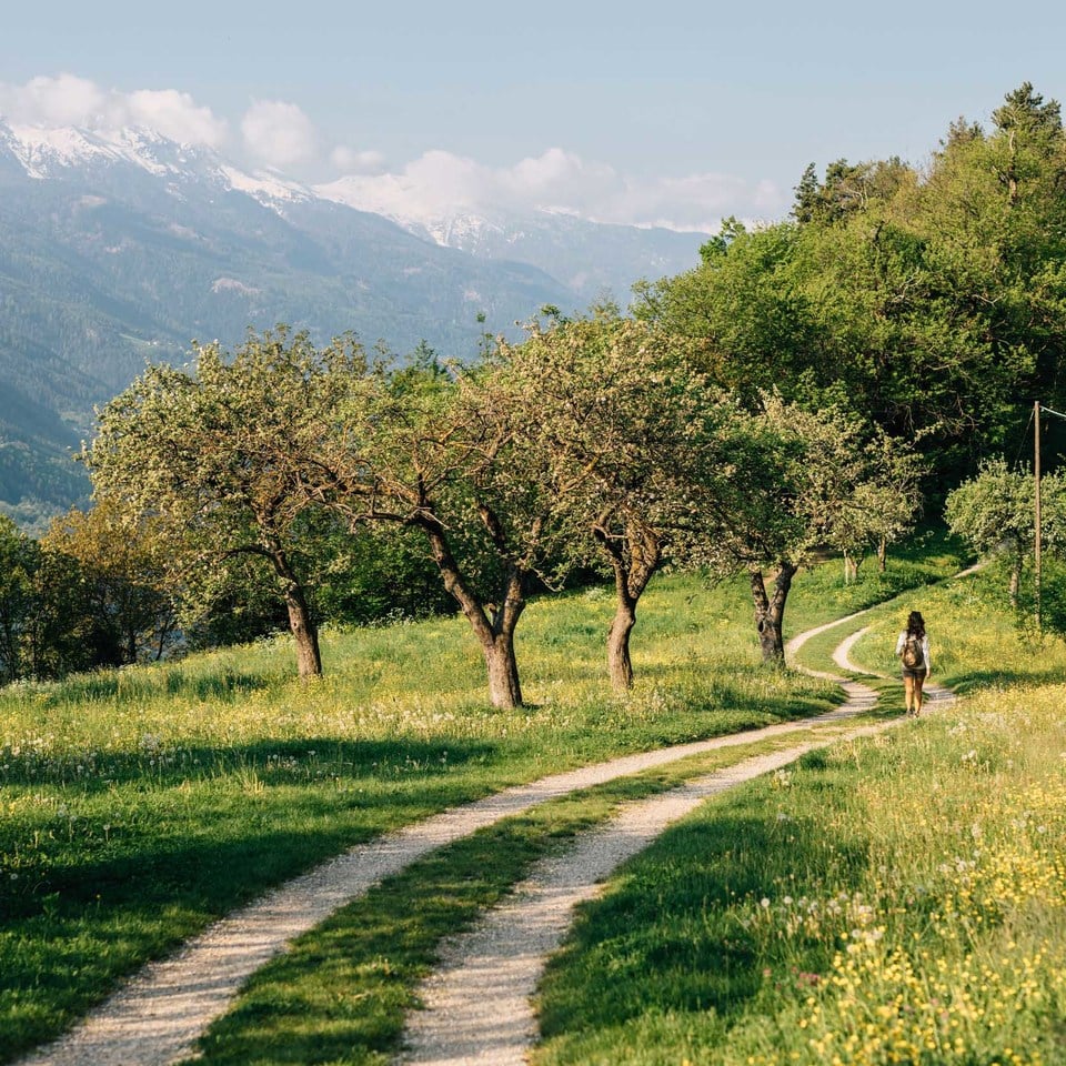 Spazieren, Wandern & Bergsteigen in Algund