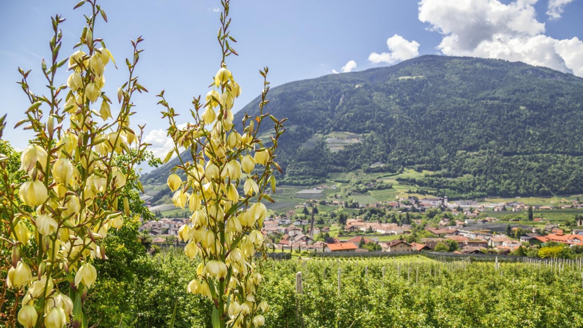 Southern flair and alpine charm