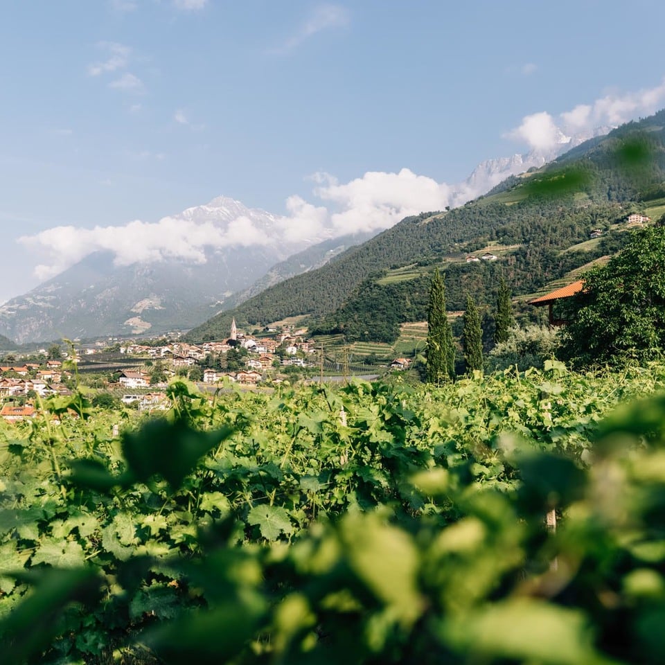 È così verde