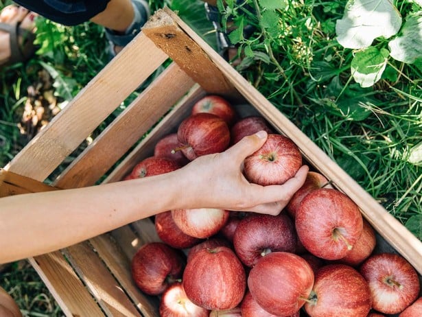 Saftige rote Äpfel frisch vom Baum