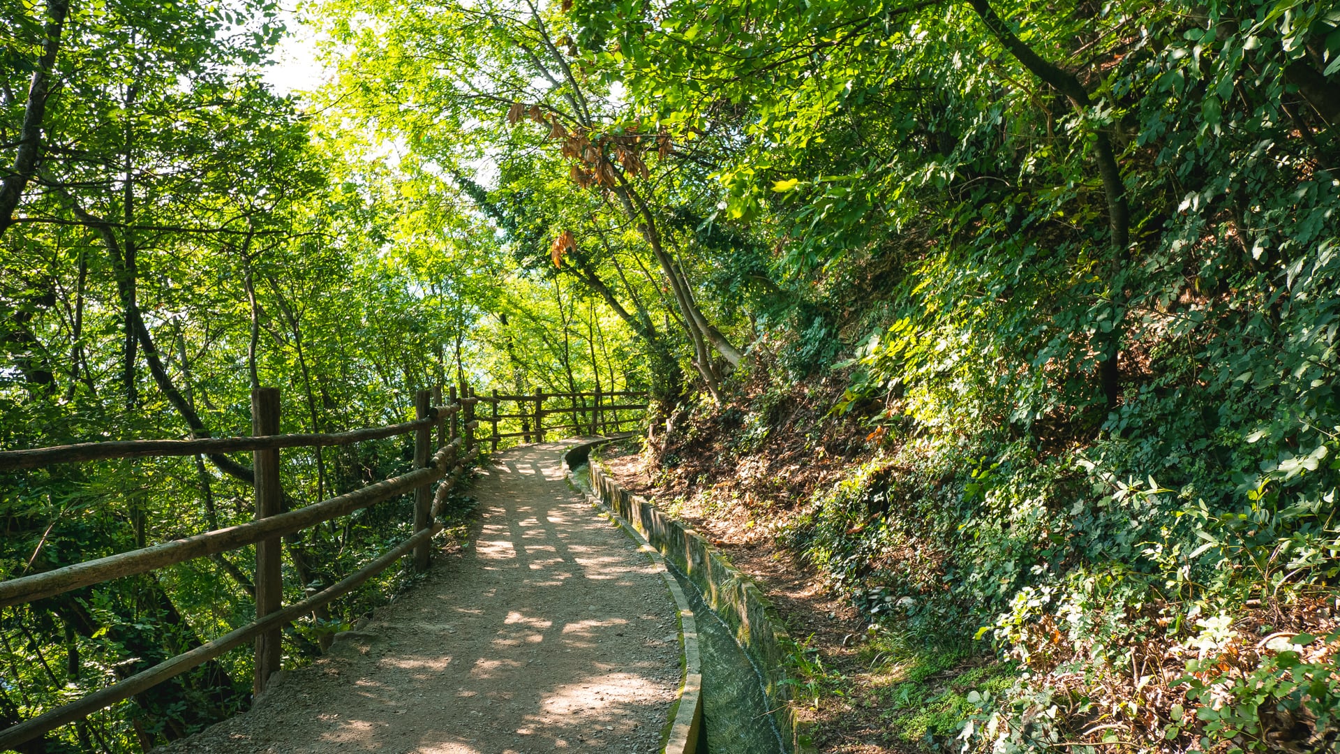 Walking through the middle of the forest