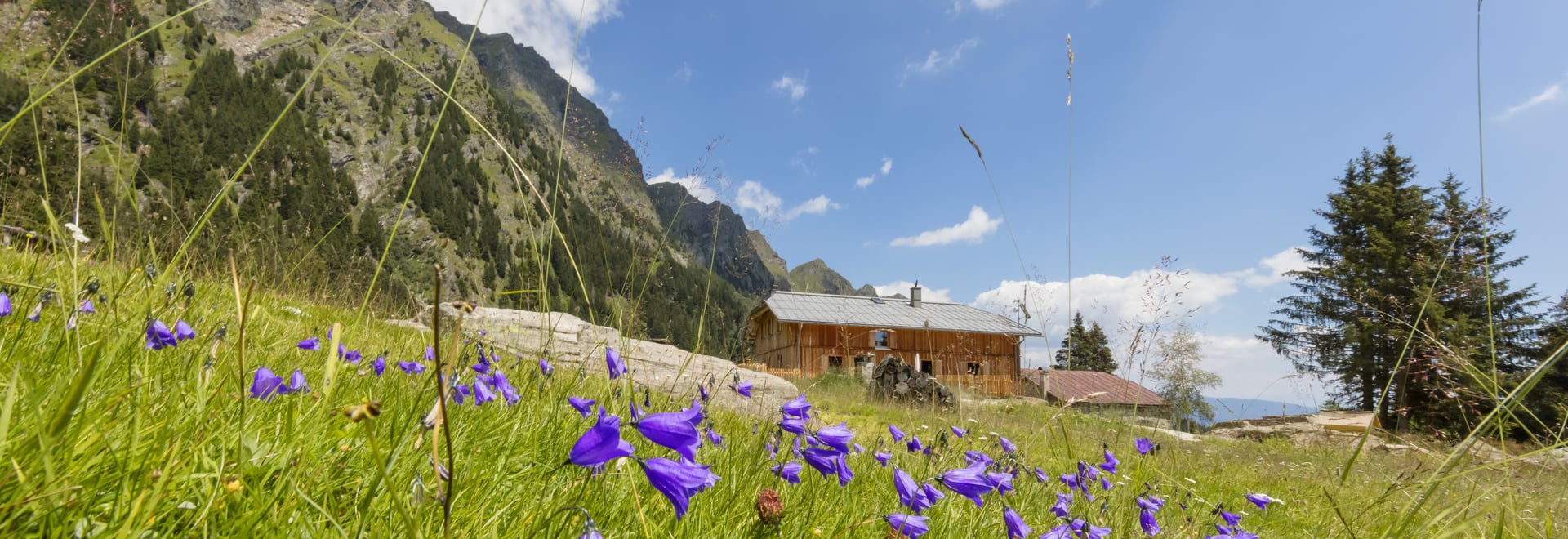 The alpine pastures in summer