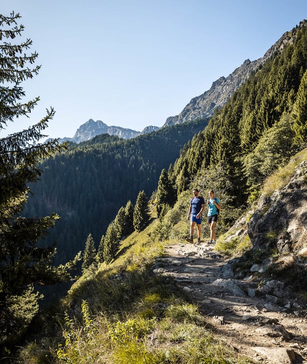 Spettacolare sensazione di foresta
