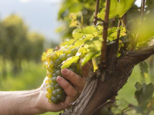 A hand holds a white grape panicle in the sun